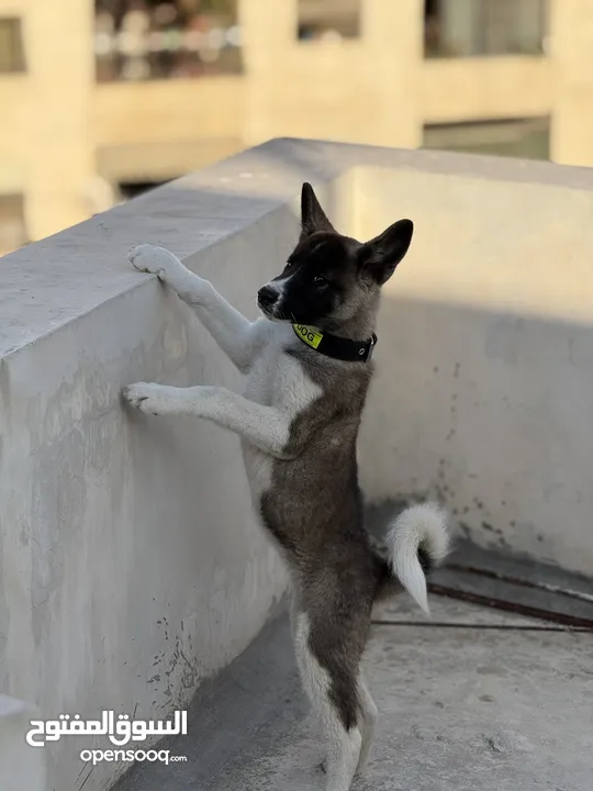 كلبة اكيتا عمر 3 شهور مطعمة ومعها دفتر