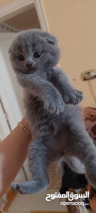 Scottish fold male and female kittens