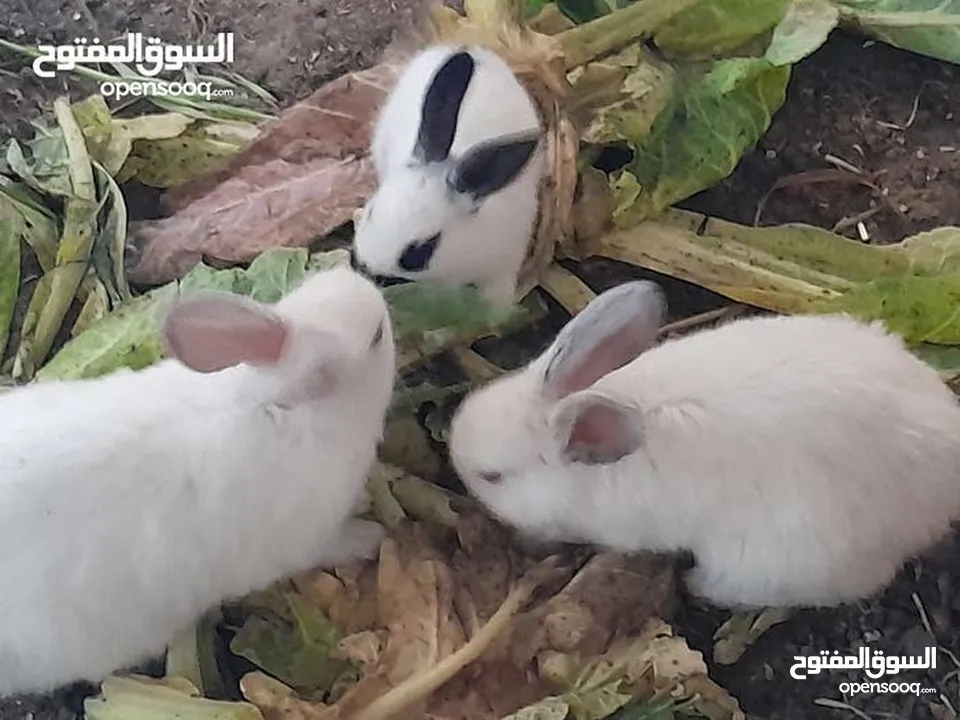 يوجدارانب النوع فرنسي عمر شهر 3د شهرين 5د