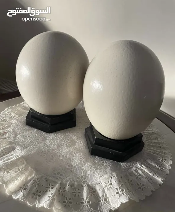 بيض نعام اصلي فارغ  empty ostrich egg original