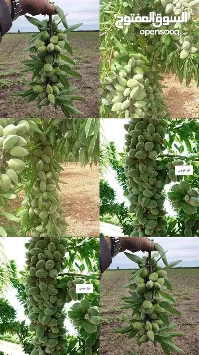 مشاتل السهل الاخضر الزراعيه تنسيق حدائق ومزارع