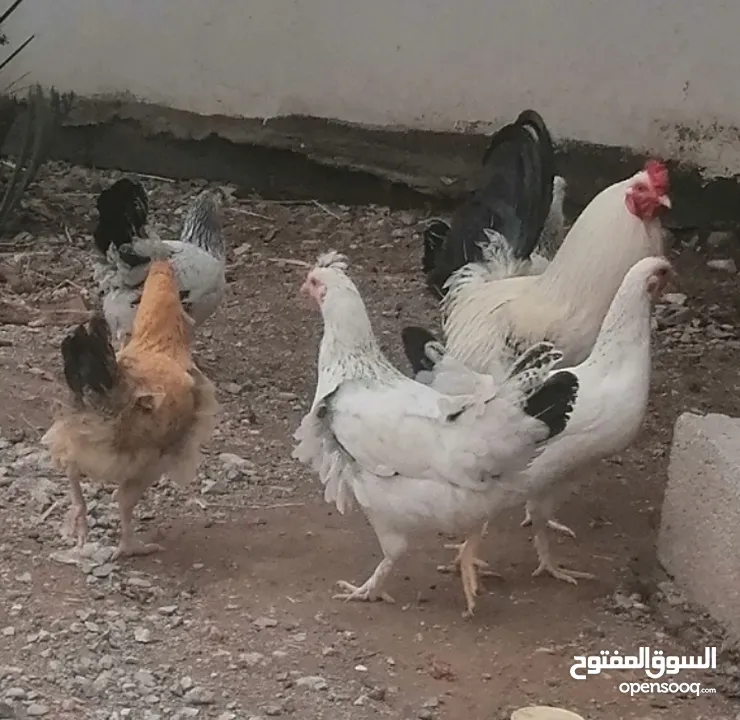 دجاج عماني كوشن