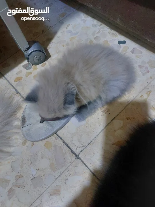 قطة أنثى (كتنز )نوع هملايا للبيع