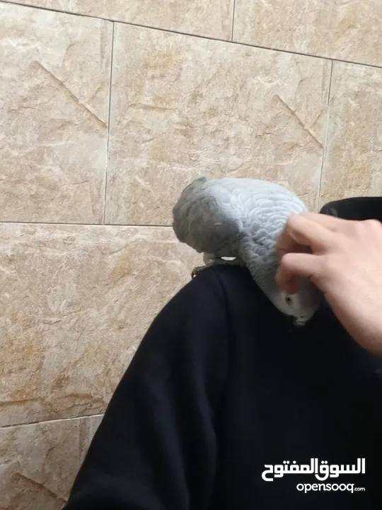 طير كاسكو خارق