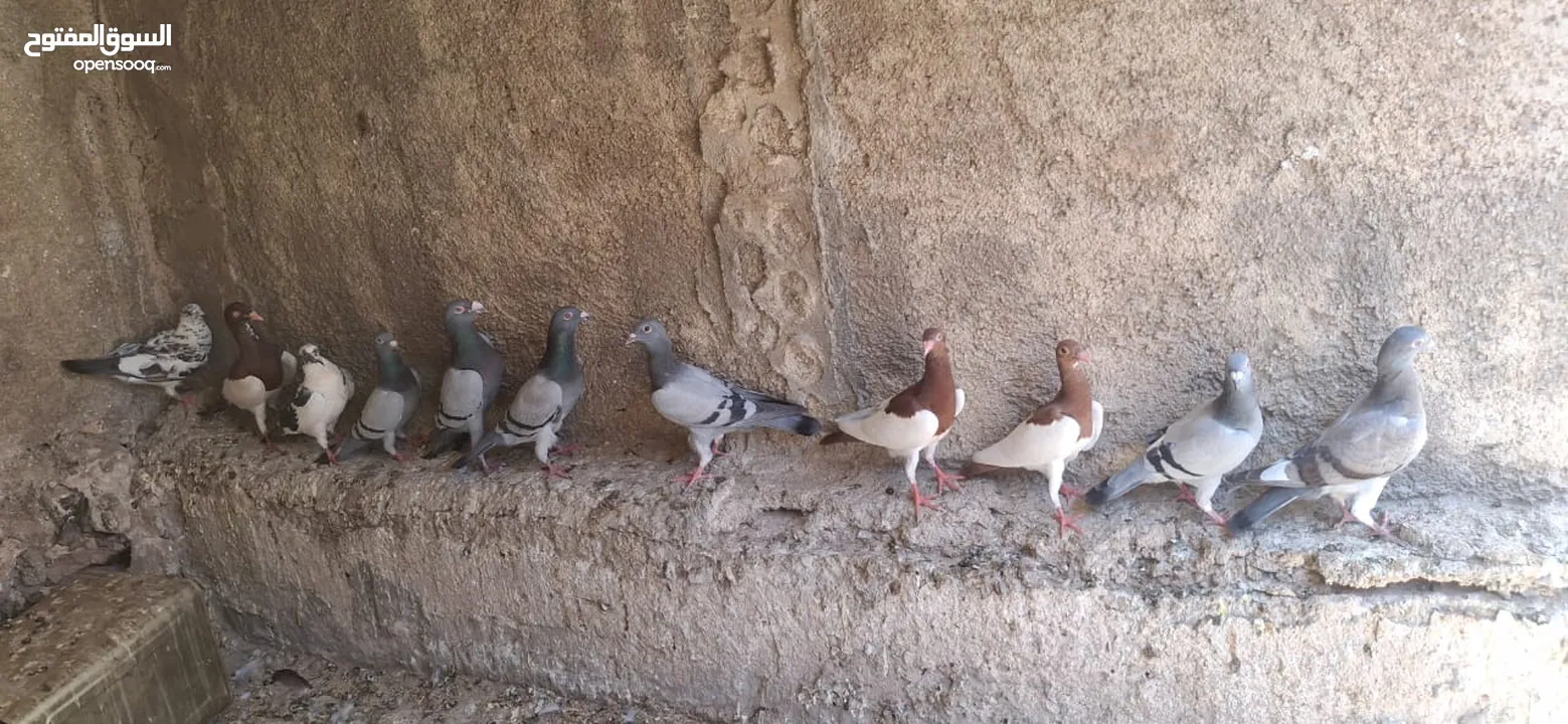 حمام جواز شغال