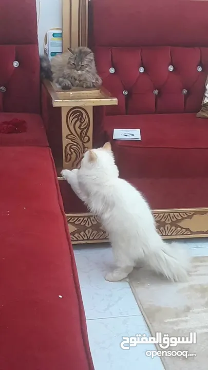 قطة شيرازيه حنونه للبيع