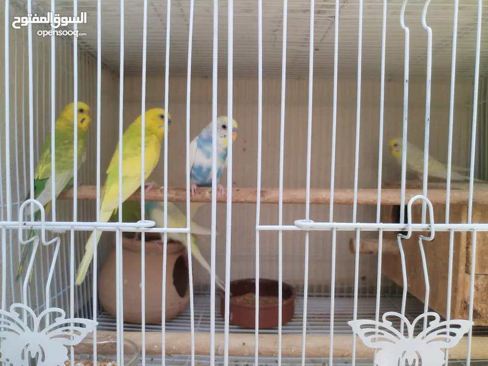 Budgie pairs بادجي عمر سنه