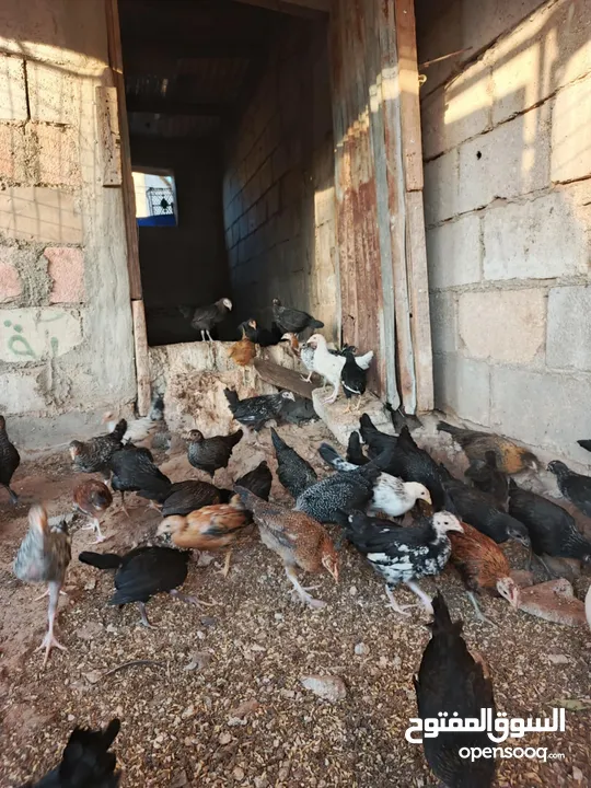 فرخات  بلدي وفيومي أقرأ الوصف