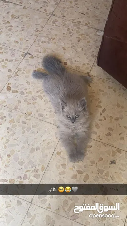 قطة أنثى (كتنز )نوع هملايا للبيع