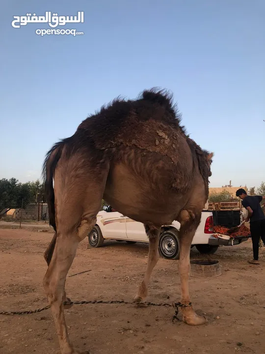 ناقه ثنيه طيبه قصا باللحم شغل ضحيه
