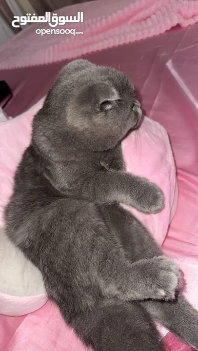 Scottish Fold Pure