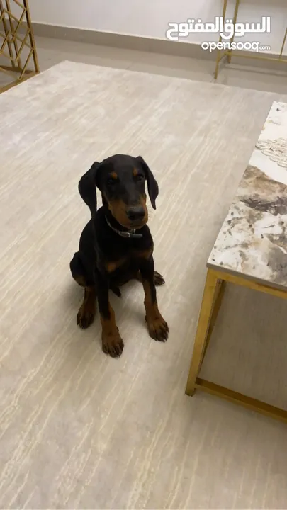 Pure Doberman male, 2 months old