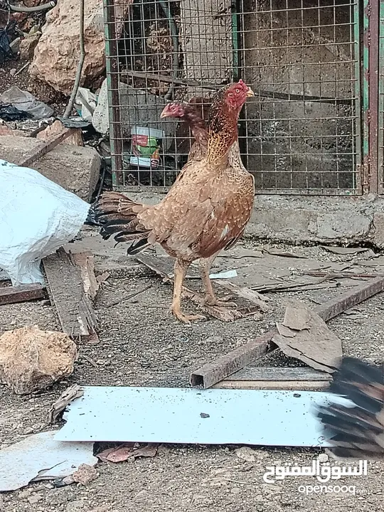 متاح بيض باكستاني خط اول..