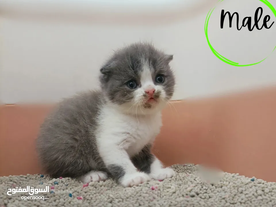 Purebred Scottish Straight and Fold lilac bicolor kittens.