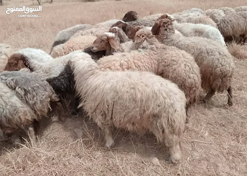 عقائق ومجنوي ولحم ونذر جميع الاوزان و الاسعار يقطع من 18 إلى 25 كيلو لحم صافي السعر من 100 إلى 130