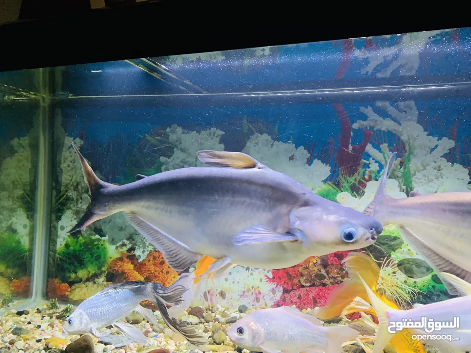 For Sale: 2 Large Shark Catfish