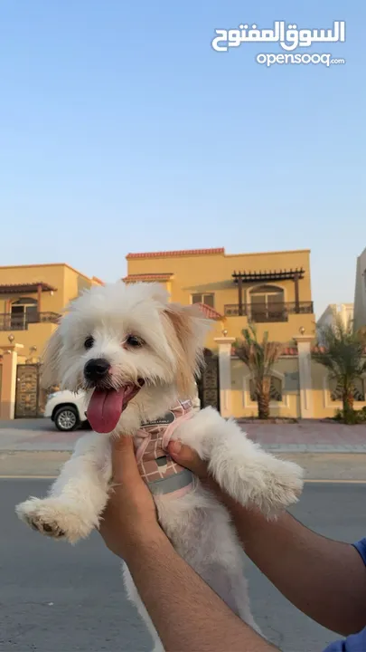 كلب مالتيبو للتزاوج أنثى  /maltipoo female for mate