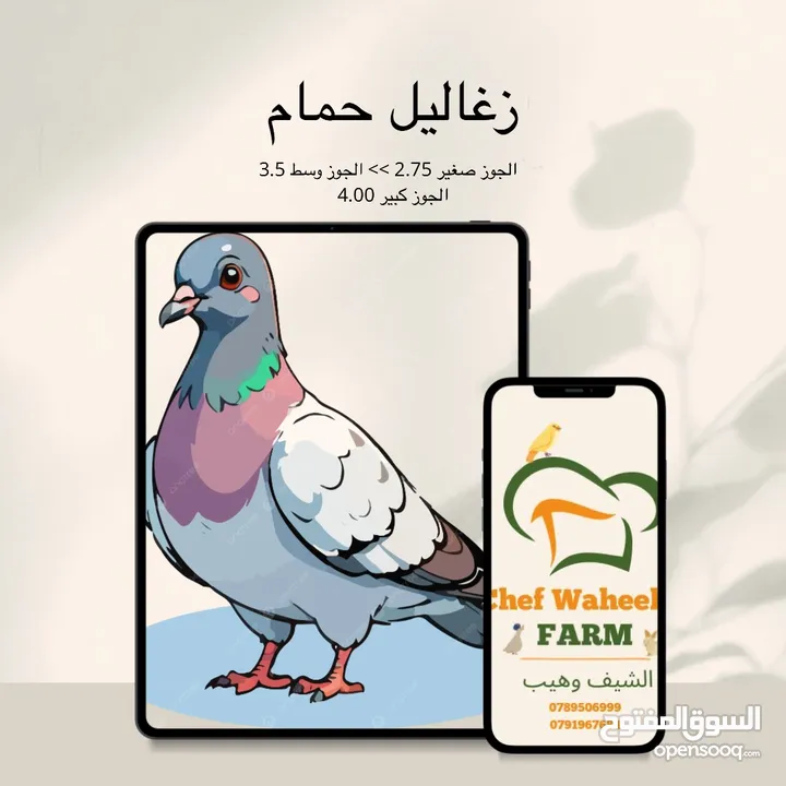 طائر السمان الفري او السلوى
