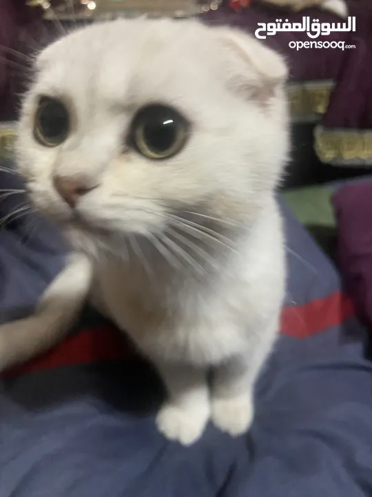 (Scottish Fold Silver Shaded Point Male 5 months - Scottish Fold Grey Female 9  months)