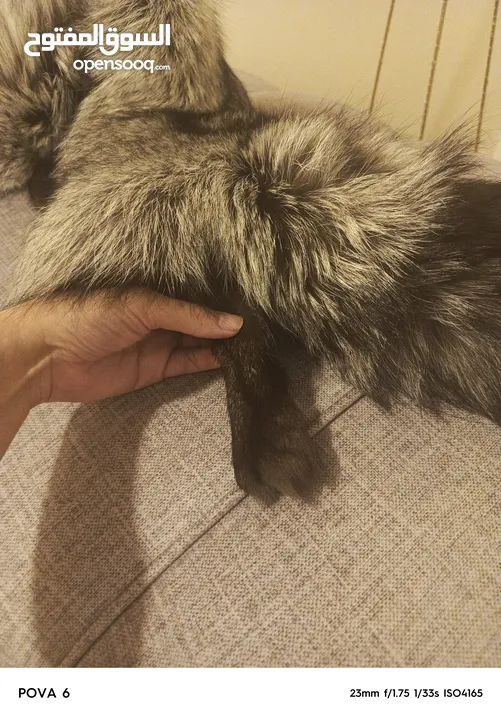 فروه silver fox