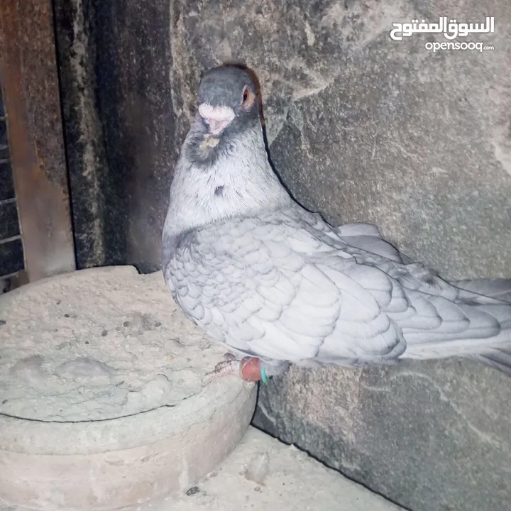 جواز نخب بالصلاة على النبي