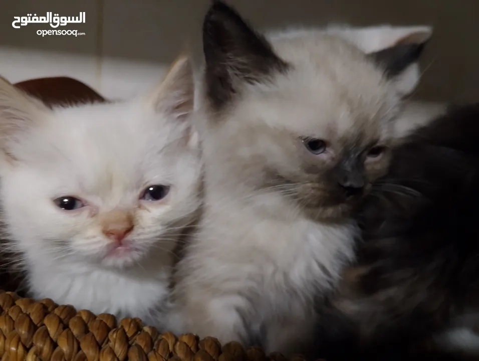 قطط للبيع السعار مشكله