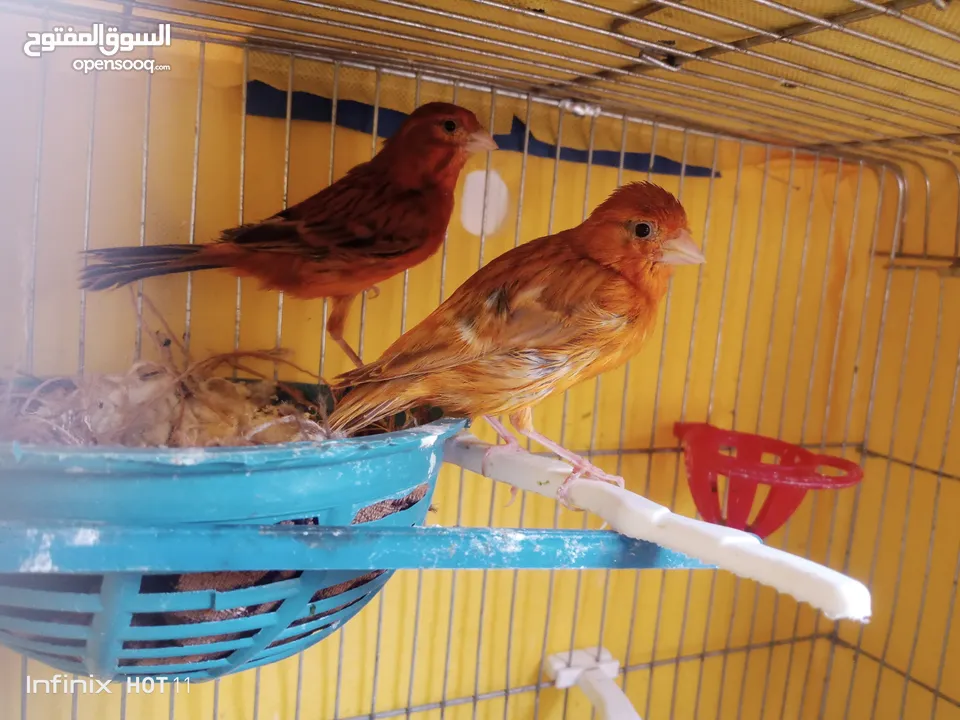 جوز كناري نحاسي كرزي مع فراخه و ثلاثة حبات مخاليف عمر شهرين ونص