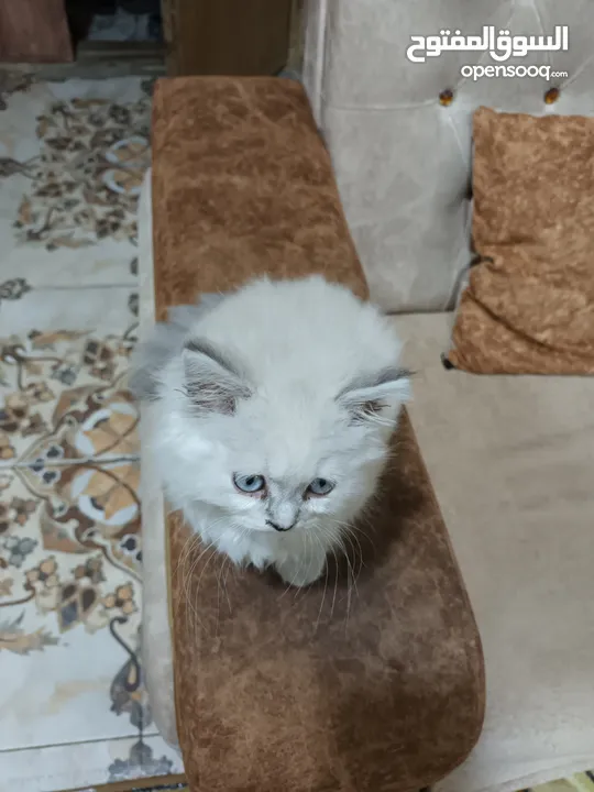 قطه هملايا بيضاء اللون مدخنة الاطراف العمر تقريبا ثلاث اشهر لعوب مدربه على النظافه