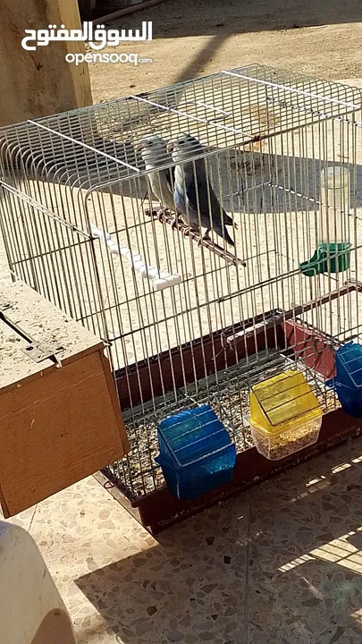 جوز طائر الروز