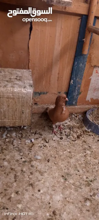 حمام مشكل للبيع