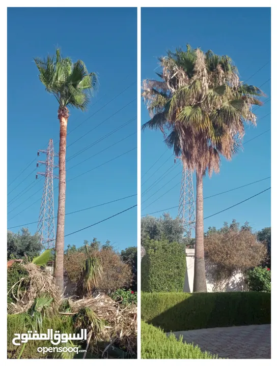 فني أشجار النخيل