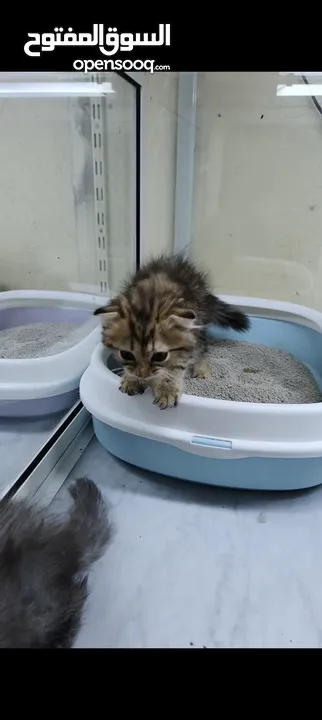 Scottish fold female kitten, persian female kitten.