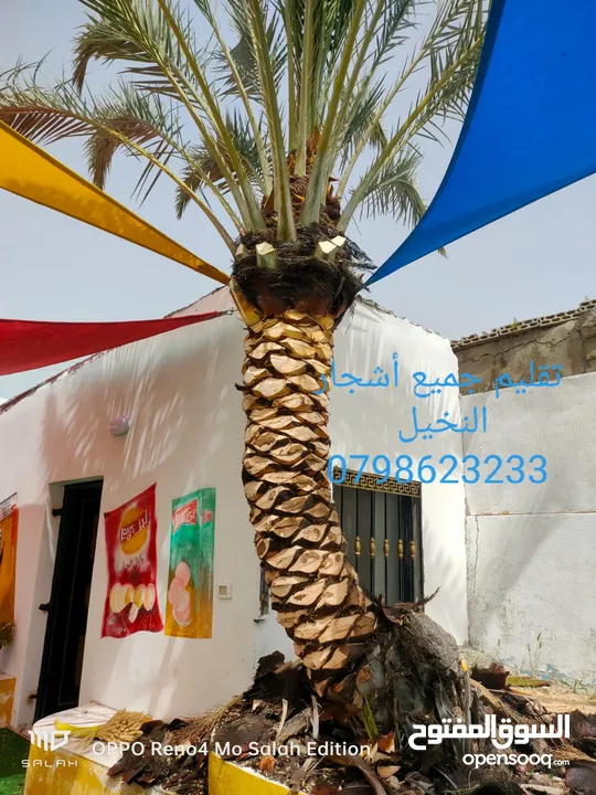 فني أشجار النخيل