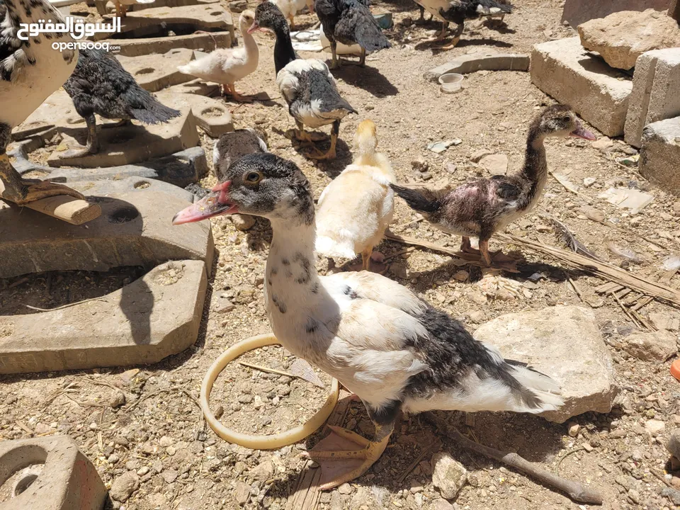 بطط مرتب لحم خرافي لانه مهتمين بغذائه يوجد أحجام مختلفه + يوجد حجل لحم مرتب + بيض بط+ بيض حجل