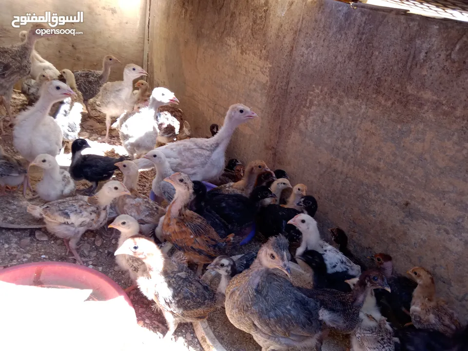 صيصان للبيع