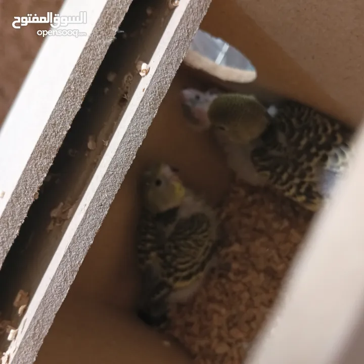 بسمله الرحمان الرحيم زوج تحتيهن ثلث فراخ   ويجي معهن ثلاثت أناث واحد ذكر بصلاة على النبي