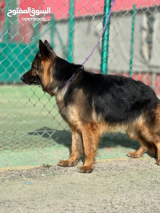 German shepherd
