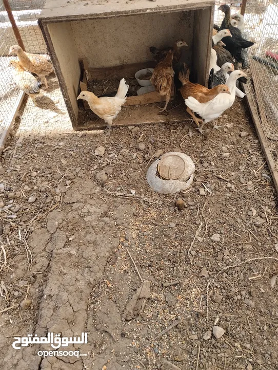 للبيع دجاج عماني عبري