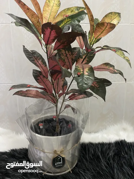 نباتات داخلية طبيعية