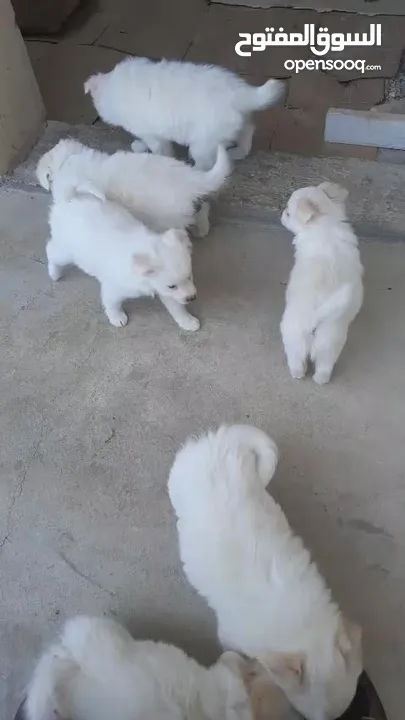 Pure white Loulou puppies for sale-3 months old- /puppy