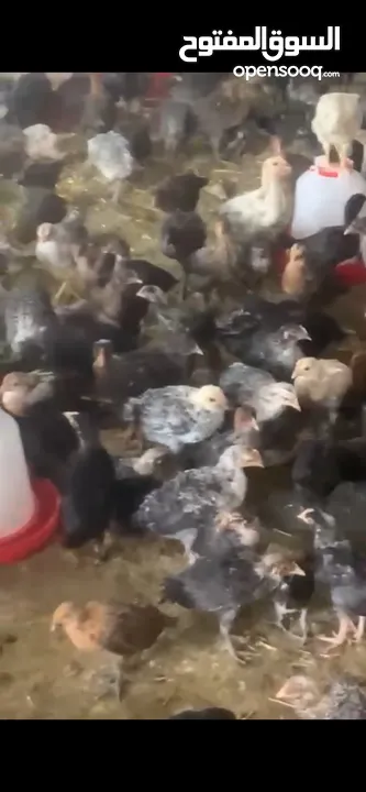 فرحات بلدي    دجاج بلدي