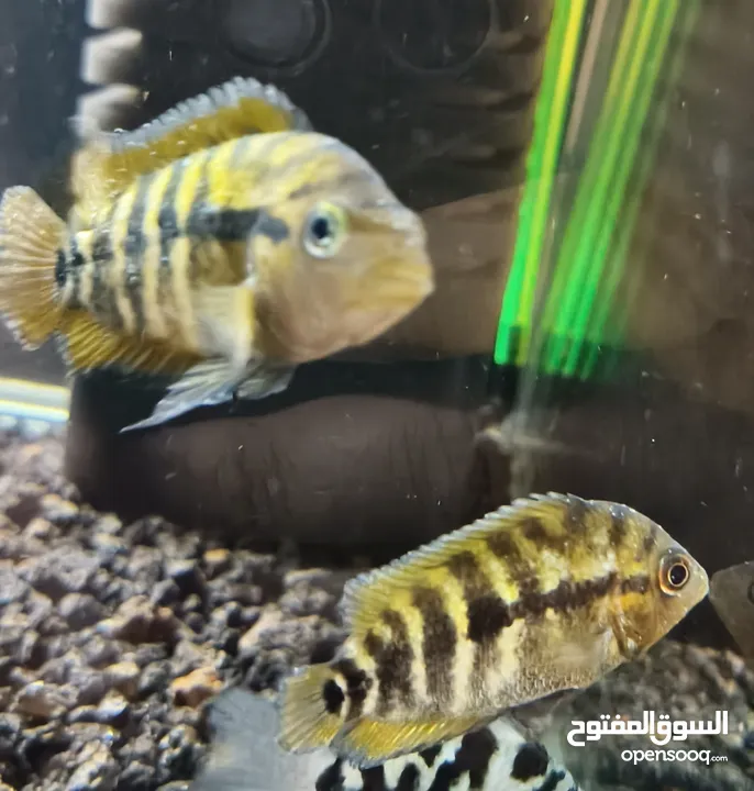 سمك زينة مفترس للبيع (كوم كامل أو نص الكوم)