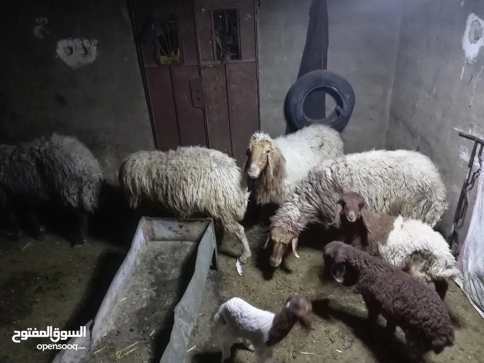 4 انعاج مواليد للبيع