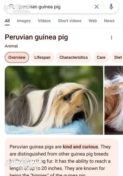 ارنب هندي . ارانب هندية . guinea pig