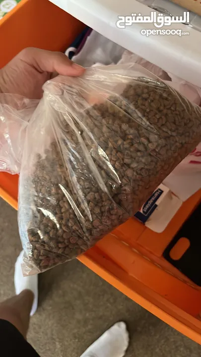 شيرازي ثلاث شهور