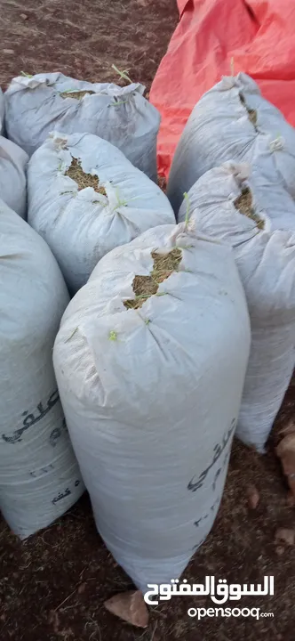 تبن أحمر بيقا البيع