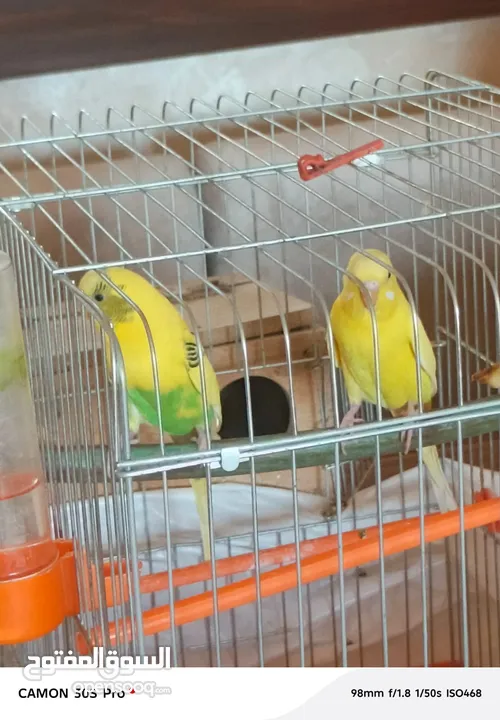 طيور حب مع فراخ عدد 2 للبيع بحاله ممتازه