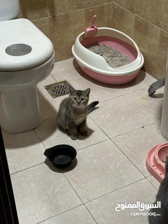 Scottish Fold and British Short Hair Kitten