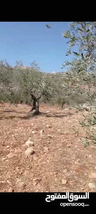 ارض للبيع في مزاع النوباني مساحه730متر