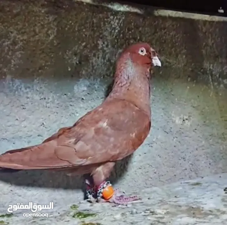 بسم الله الرحمن الرحيم   متاح بالصلاة على النبي   مسود قراقطه شامي   مطوق احمر   مطوق اسود   عنابي ا